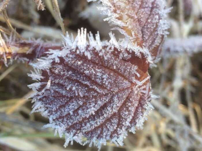 Artemis - my beautiful female Buzzard Artemis - my beautiful female Buzzard