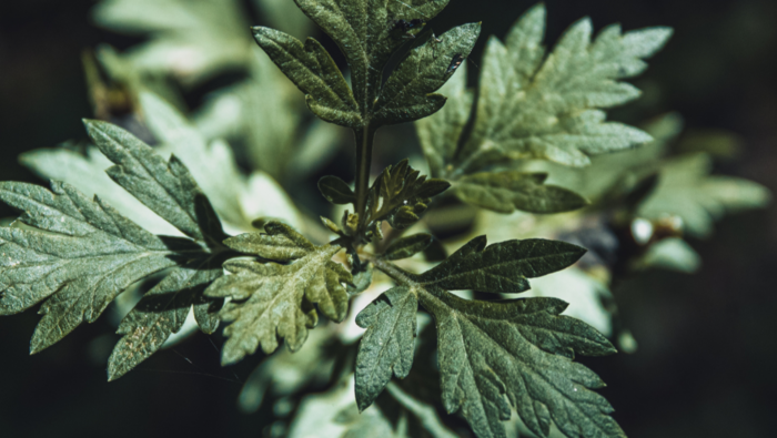 Magical Mugwort Magical Mugwort