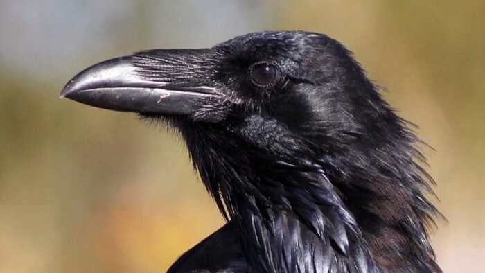 A Conspiracy of Ravens? A Conspiracy of Ravens