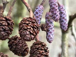 Alder male purple catkins and female cones Alder male purple catkins and female cones