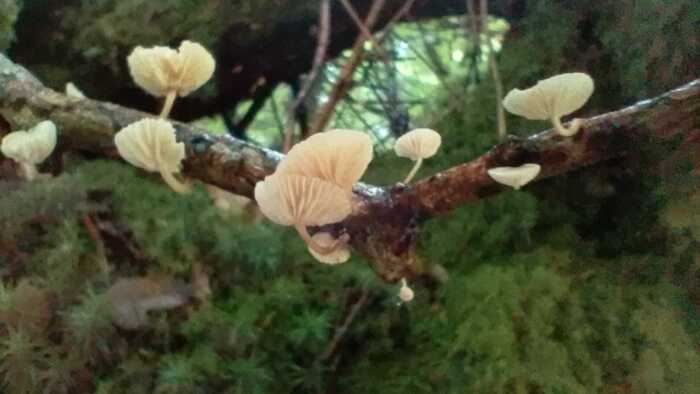 Amazing umbrella of fungi growing out of a dead branch Amazing umbrella of fungi growing out of a dead branch