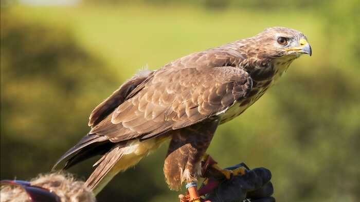 Artemis - my beautiful female Buzzard Artemis - my beautiful female Buzzard