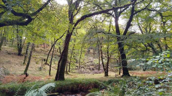 Autumnal light over the Danes Brook at Hawkridge on Exmoor Autumnal light over the Danes Brook at Hawkridge on Exmoor