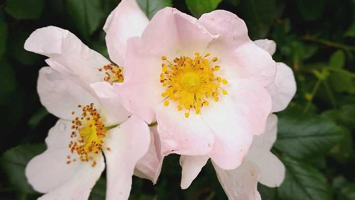 Beautiful Dog rose, or Briar rose - delicate, yet powerful teachings for the deep wounds we hold in our hearts Beautiful Dog rose, or Briar rose - delicate, yet powerful teachings for the deep wounds we hold in our hearts
