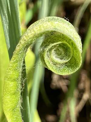 Beautiful Hart's Tongue fern unfurling Beautiful Hart's Tongue fern unfurling