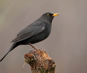 Blackbird Blackbird