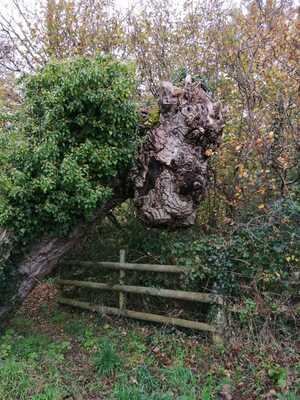 Buffalo or Gruffalo trunk Buffalo or Gruffalo trunk