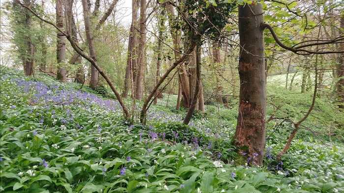 Dawn awakening in the beautiful Bluebell and Wild Garlic woods. Dawn awakening in the beautiful Bluebell and Wild Garlic woods.
