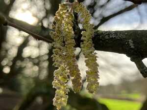 Hazel catkins Hazel catkins