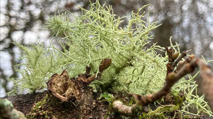 Amazing Lichen now showing on the bare bones of the trees; like tinsel on the Christmas tree. Amazing Lichen now showing on the bare bones of the trees; like tinsel on the Christmas tree.