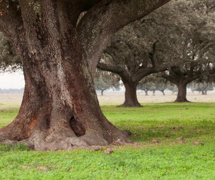 Holm Oak Holm Oak