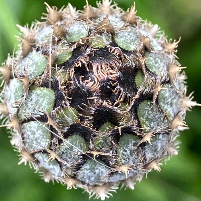 Geometry in Nature Geometry in Nature