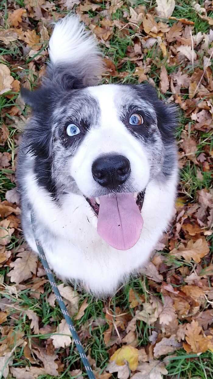 Another crazy year exploring nature with this one.....looking forward to wherever our walks take us in 2025 Another crazy year exploring nature with this one.....looking forward to wherever our walks take us in 2025