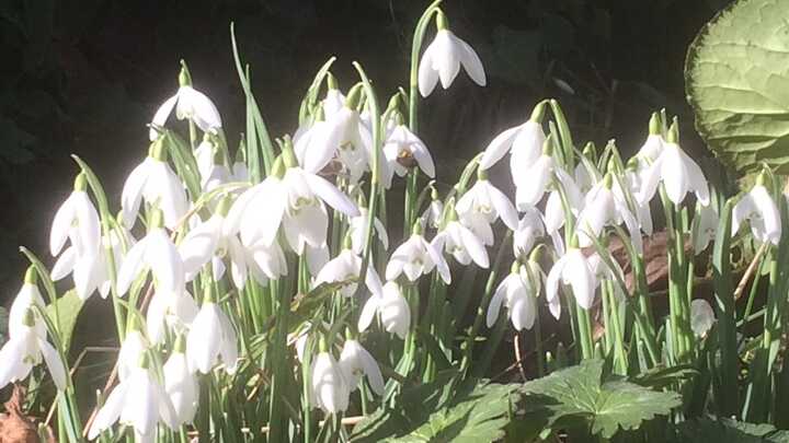 Snowdrops in the sunlight - plant medicine for the wounded soul
