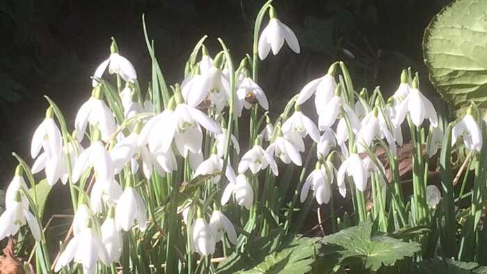 Snowdrops in the sunlight - plant medicine for the wounded soul Snowdrops in the sunlight - plant medicine for the wounded soul
