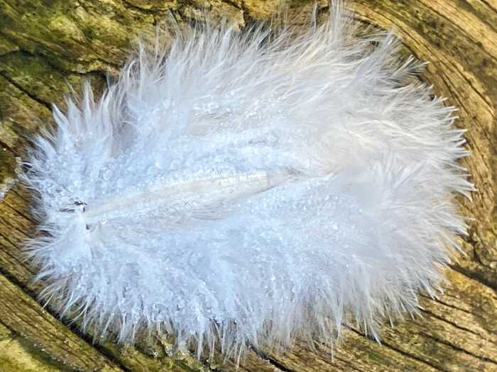A feather captured on bark early one frosty morning, the icy drops of dew held like jewels along the feathers thin filaments.....so beautiful. A feather captured on bark early one frosty morning, the icy drops of dew held like jewels along the feathers thin filaments.....so beautiful.