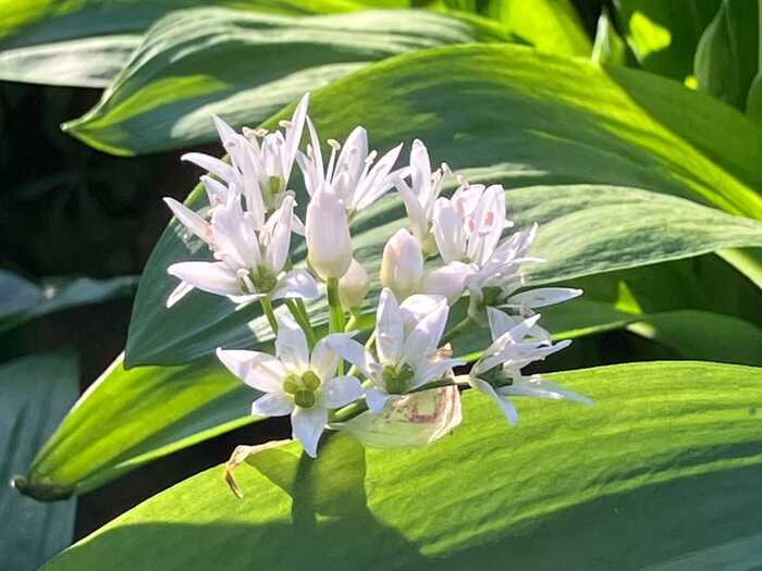 Wild Garlic in the sunlight - plant medicine to awaken the senses and to help you perceive the natural world with focused awareness. Wild Garlic in the sunlight - plant medicine to awaken the senses and to help you perceive the natural world with focused awareness.