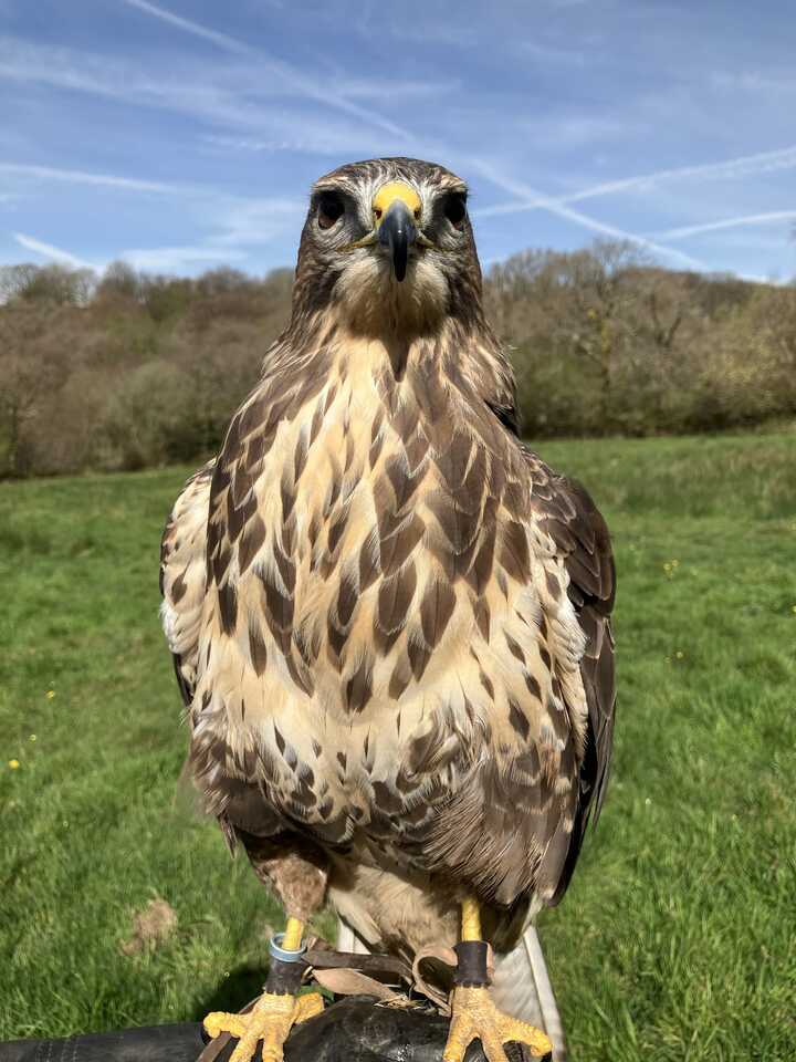 Artemis my female Buzzard