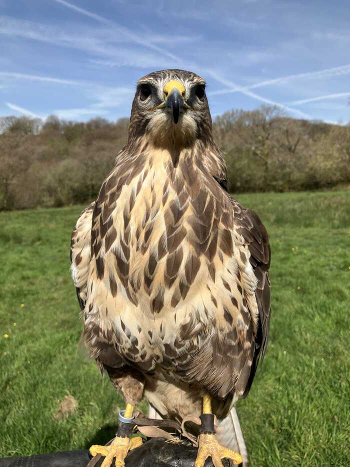 Artemis my female Buzzard Artemis my female Buzzard