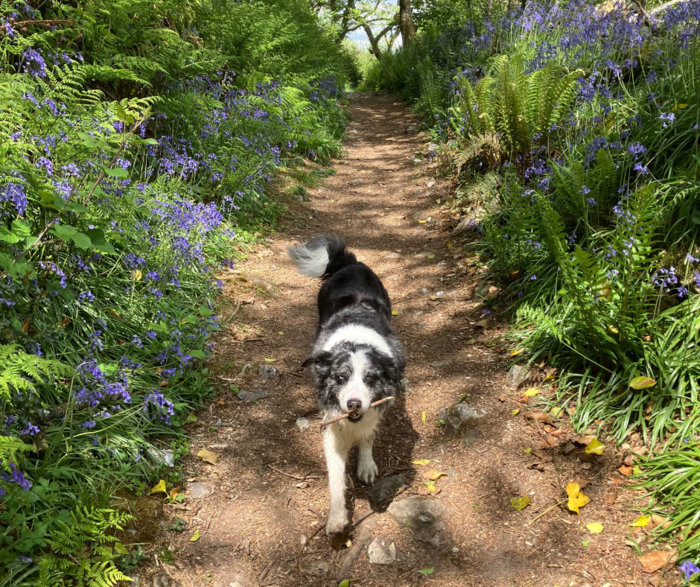 Nature walks in amongst the Bluebells are an absolute joy with this one in tow...although she can easily be distracted by STICKS! Nature walks in amongst the Bluebells are an absolute joy with this one in tow...although she can easily be distracted by STICKS!