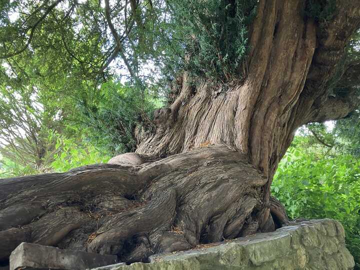 The beautiful and majestic Yew next to Glastonbury Abbey