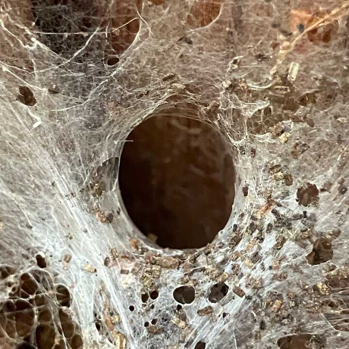 'Funnel' web....would you place your finger in there?