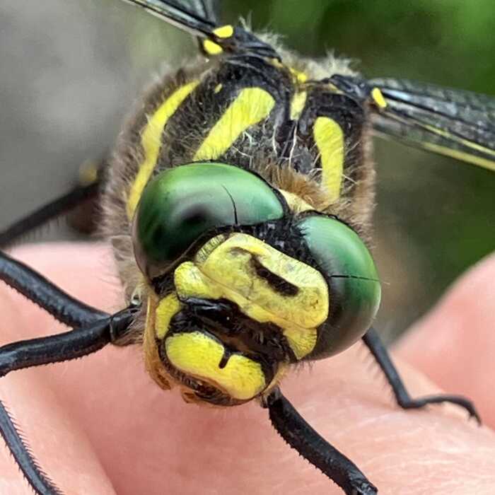 Beautiful Dragonfly that caught my attention Beautiful Dragonfly that caught my attention