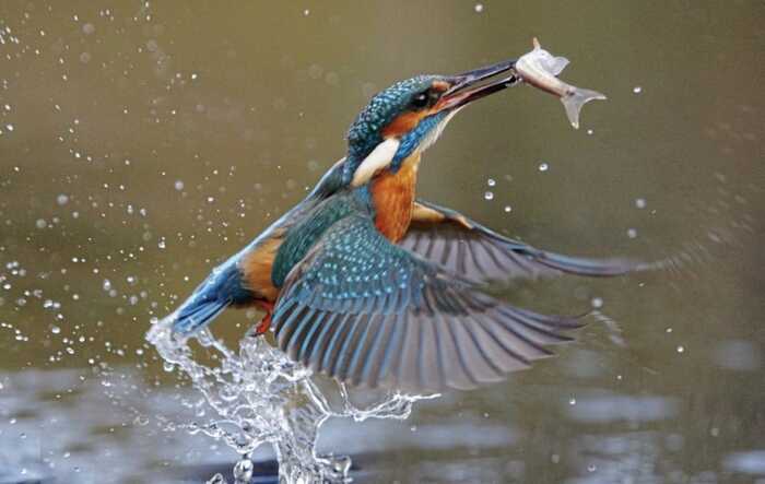 Kingfisher - most splendid and colourful of our river birds Kingfisher - most splendid and colourful of our river birds
