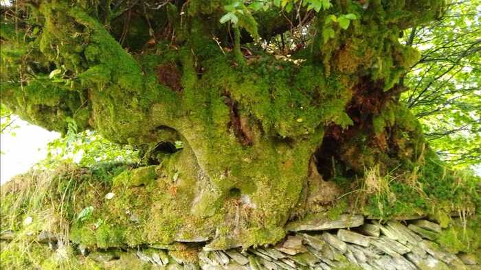 Old bank heavily coated in moss and Beech tree roots Old bank heavily coated in moss and Beech tree roots