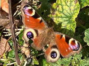 Peacock Butterfly enjoying the Sun Peacock Butterfly enjoying the Sun