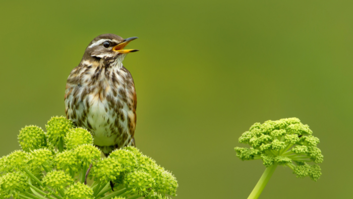 Redwings back in full song....... Redwings back in full song.......