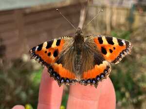 Small Tortoiseshell Butterfly newly emerged Small Tortoiseshell Butterfly newly emerged