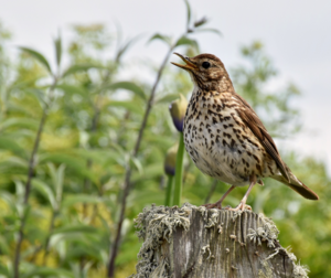 Song Thrush Song Thrush