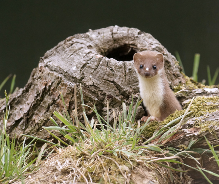 Stoat or Weasel spotted!!! Stoat or Weasel spotted!!!
